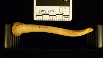 Media type: image;   Mammalogy 20043